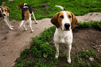 beagle dogs